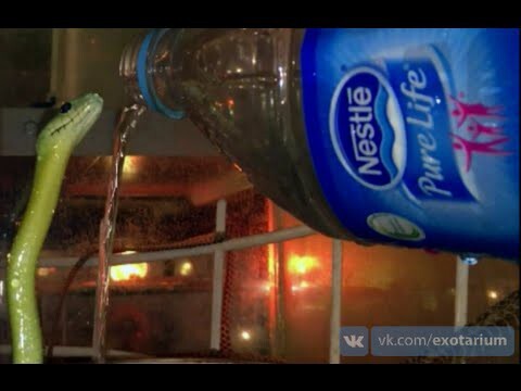 Молодая мамба пьет водичку из бутылки))