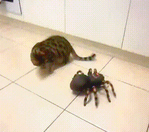 Да кот просто герой