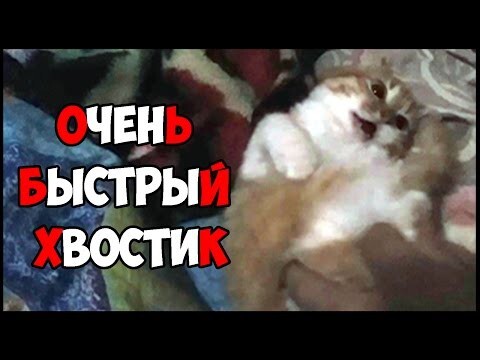 Кто то явно не любит свой хвост