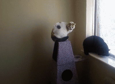 -Барсик, валим, Шарика опять накрыло