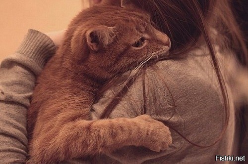 Если вам плохо, крепко обнимите кота