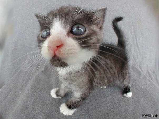 любопытный