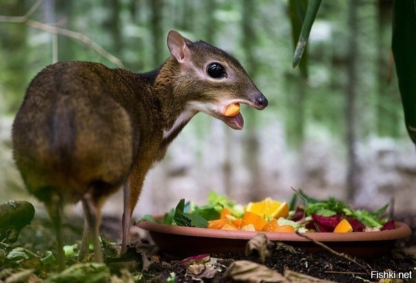 Малайский канчиль &quot;мышиный олень&quot; - это самое маленькое парнокопытн...