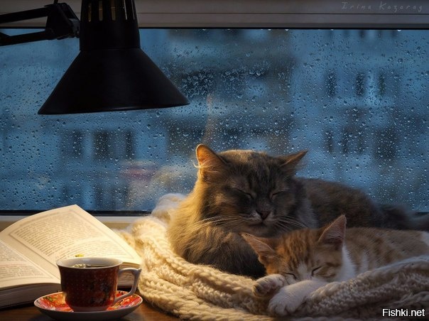 уютное фото, прям веет теплом 