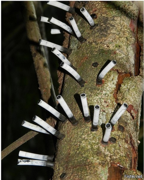 Гриб Camillea leprieurii