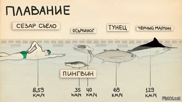 Лучшие спортсмены против представителей животного мира