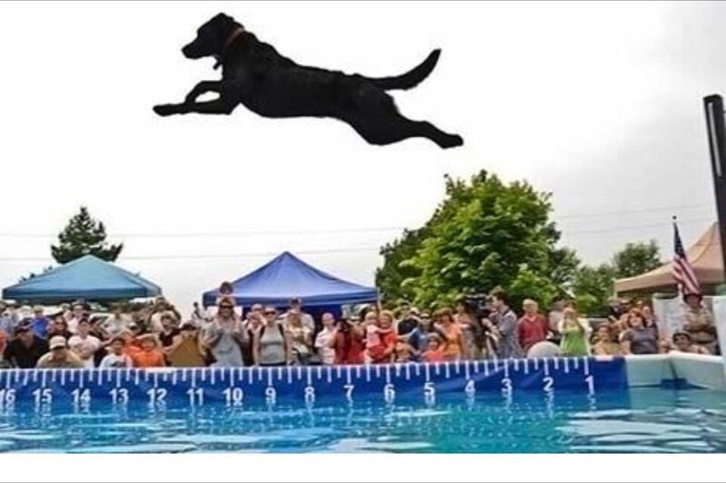 Собаке нужно выступать на олимпиаде по прыжкам 