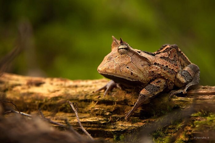 10 удивительных лягушек, которые поражают своим разнообразием