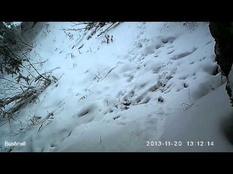 Снежный барс и барсенок в горах Алматы