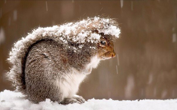 Белка прячется под своим хвостом во время снежной бури в Нью-Джерси, США