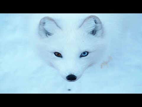 50 животных с разным цветом глаз