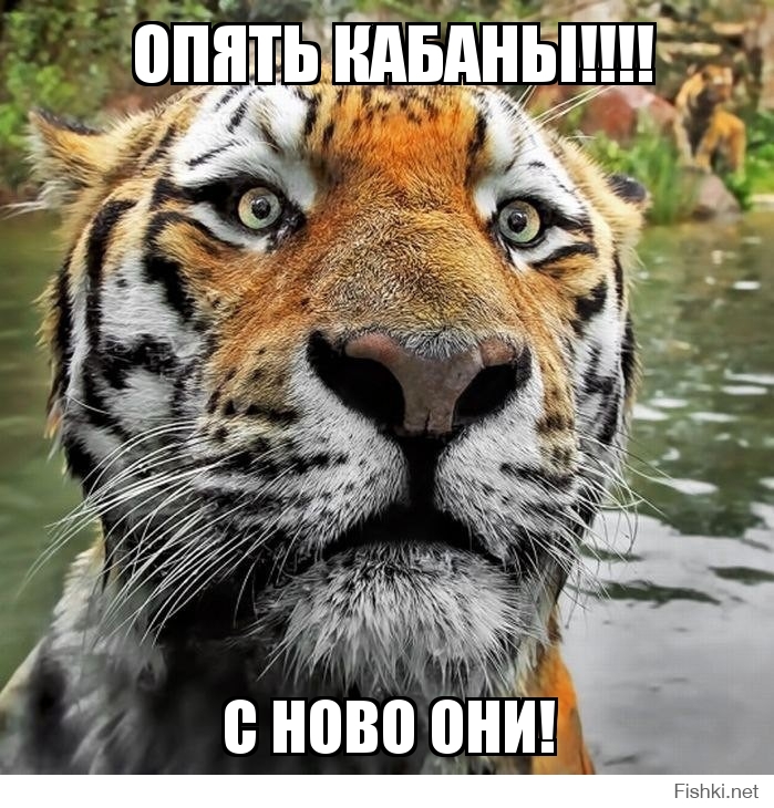 Опять кабаны!