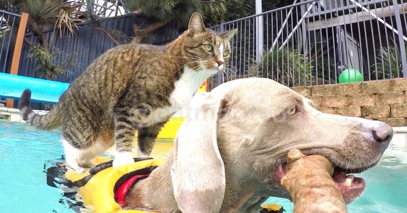 Что этот кот себе позволяет! Четырехлапый находчивый серфер покоряет бассейн на собаке