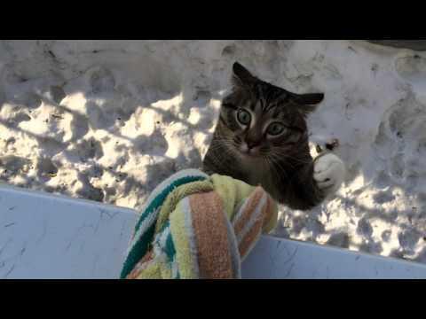 Возвращение блудного кота ( 2 видео )