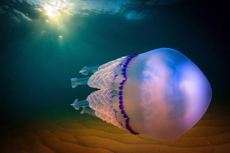 Подробный фотовзгляд на медузу фотографа Хорди Бенитес Кастельс (Jordi Benitez Castells)