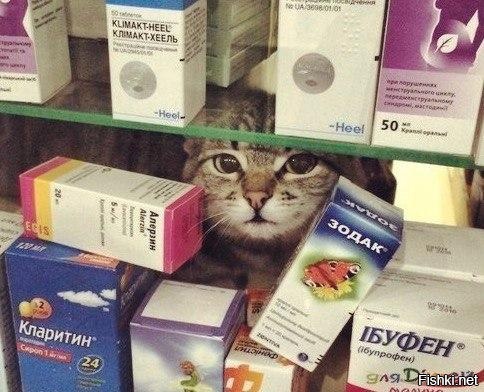 Потому что котик — лучшее лекарство