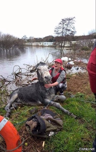 Спасли ослика во время наводнения в Ирландии