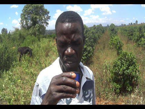 Работники кенийской кофейной плантации впервые пробуют кофе