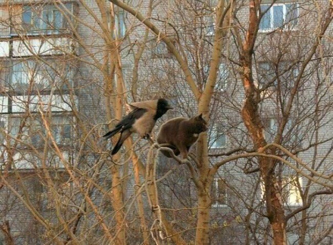 Коты, что парят, словно птицы