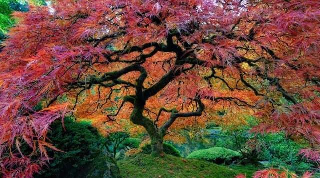12 самых красивых и удивительных деревьев на Земле