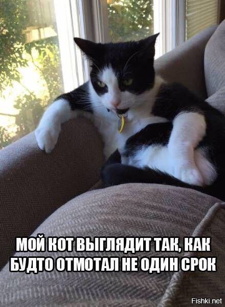 Из солянки