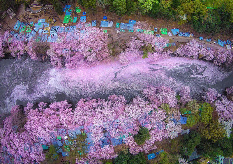 16 волшебных фотографий весеннего цветения в Японии от National Geografic