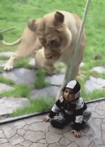 ЛЕВ ЗАХОТЕЛ ПЕРЕКУСИТЬ РЕБЁНКОМ!