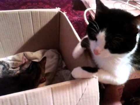 Кошка рожает Кот переживает за свою даму сердца
