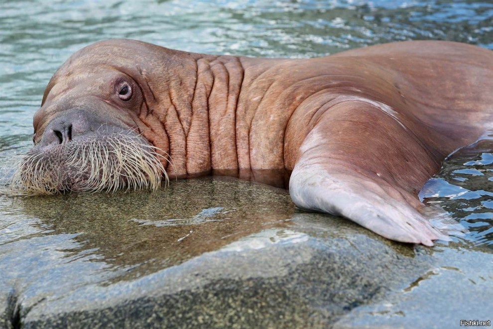 Моржиха Диана плавает в бассейне в Гамбургском зоопарке Германия