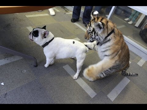 Собака и тигренок