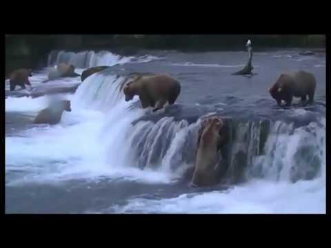 Медведи ловят рыбу