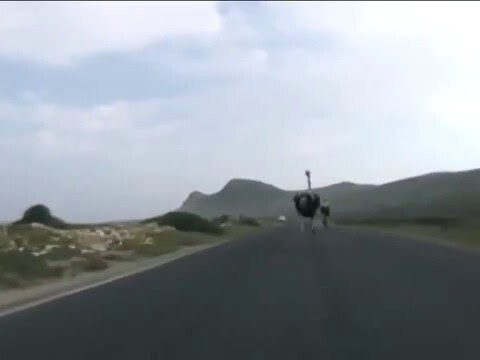 Взбесившийся страус пытается догнать и заклевать велосипедиста
