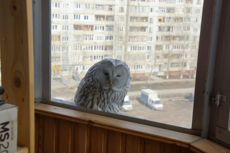 Сова к брату на балкон прилетела.
