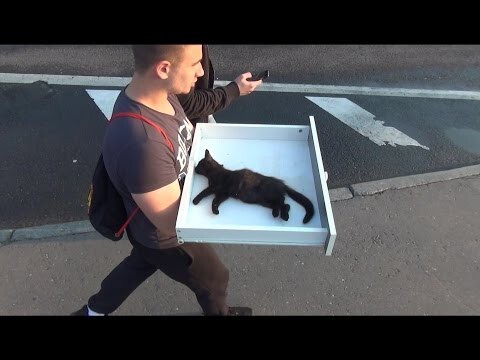 Спасение котенка сбитого машиной