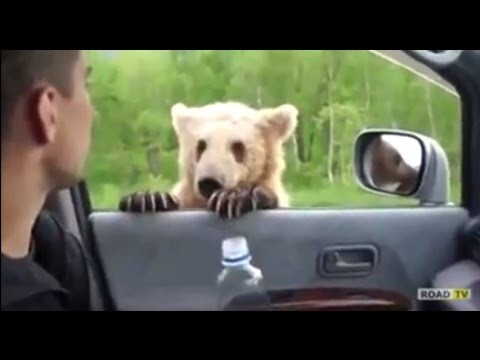 Медведи попрошайки
