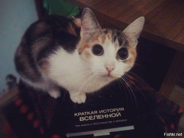 Кот, который осознал всё