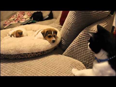Кошка знакомится со щенками