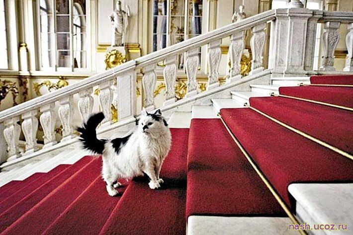 Кошачий Петербург: 10 главных мест, посвященных кошкам