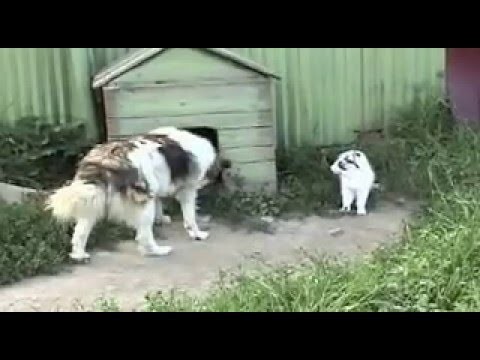 Видео про дружеские отношения между собакой и кошками