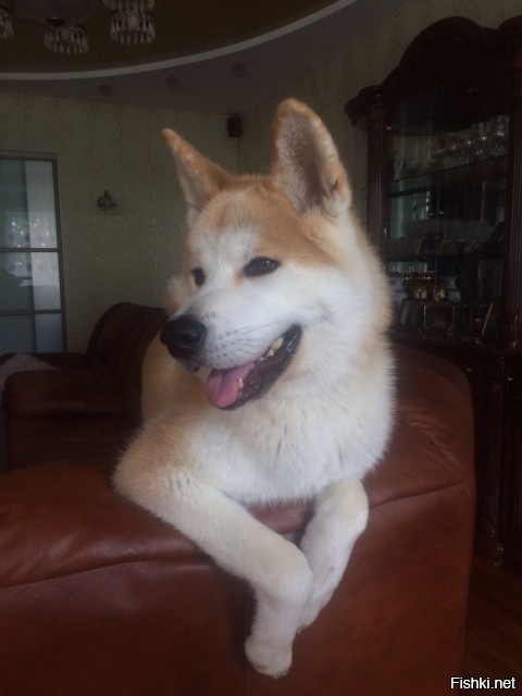 Вечером смотрели "Хатико"