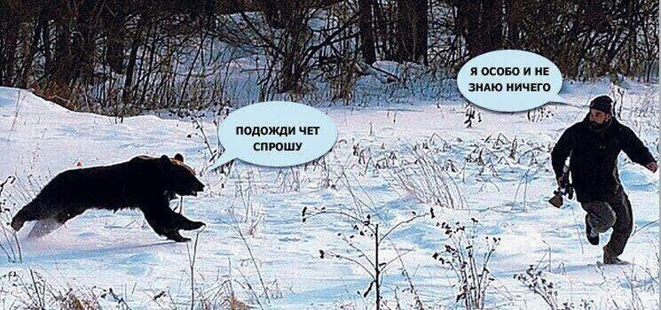 Любопытный мишка