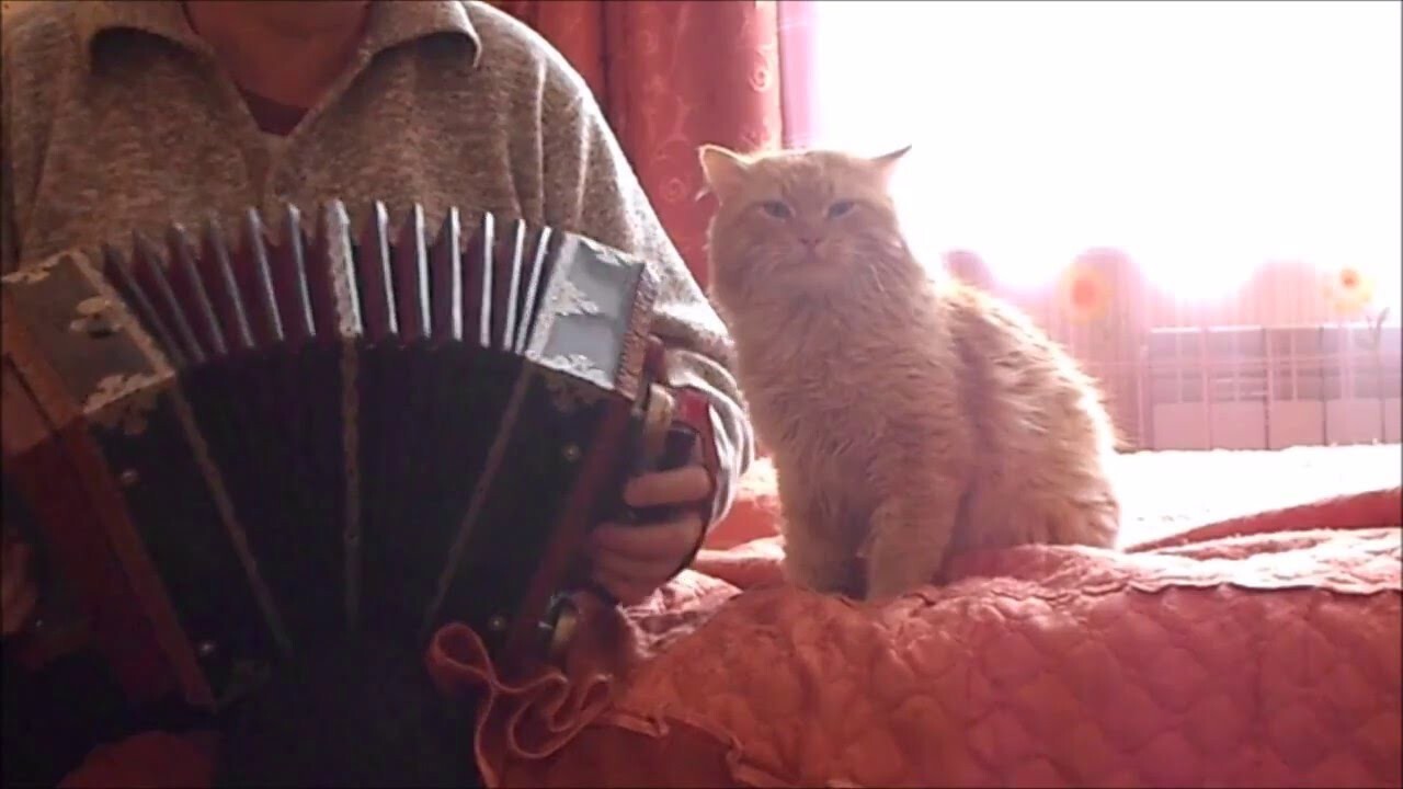 Классный музыкальный кот