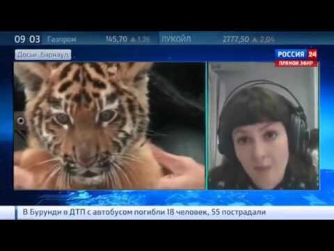 Тигр Амур напал на школьницу в барнаульском зоопарке