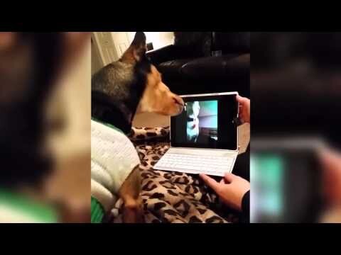 Собаки разговаривают по скайпу