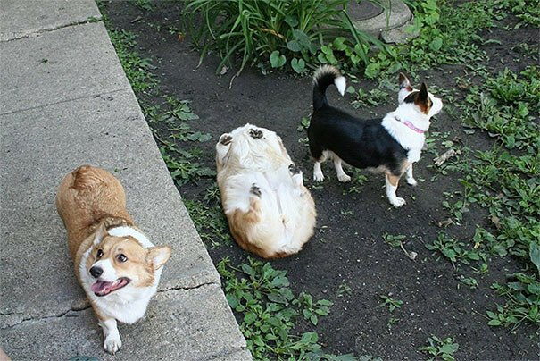 Фото собак, которые вас рассмешат – но вам будет совестно, что вы над ними смеялись
