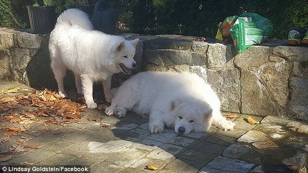 Лучшие друзья: щенки, которых ранее спасли в Южной Корее, встретились после долгой разлуки