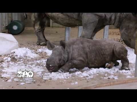 В зоопарке американского штата Айова очаровательный маленький носорог впервые...