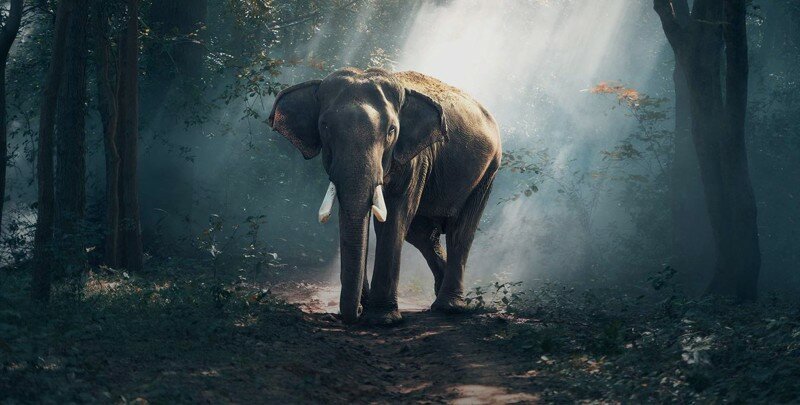 Китай запретил торговлю слоновой костью, чем поспособствовал увеличению популяции этих животных