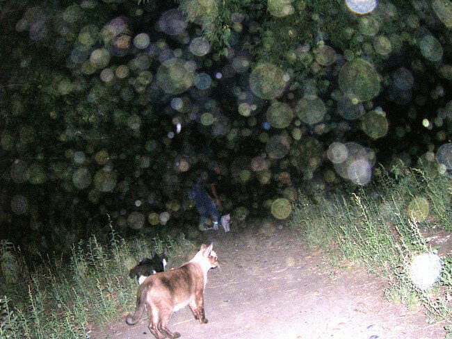 Загадочные Орбы