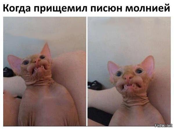 Из солянки